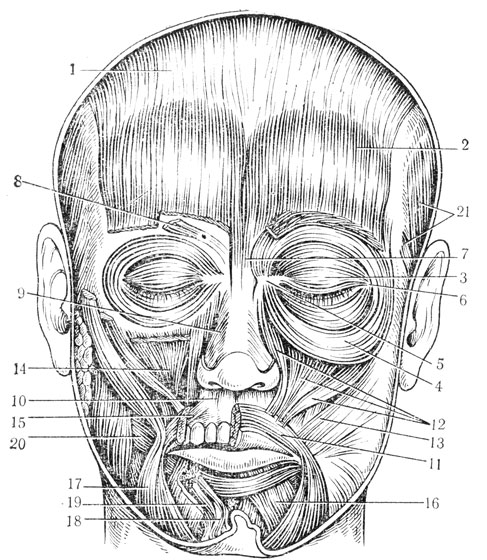 Рис. 55. Мимические мышцы лица (по В. П. Воробьеву и Р. Д. Синельникову). 1 - черепной апоневроз; 2 - лобная мышца; 3 - часть области век круговой мышцы глаза; 4 - глазничная часть круговой мышцы глаза; 5 - медиальная связка век; 6 - латеральная сухожильная полоска; 7 - мышца гордецов; 8 - мышца, сморщивающая бровь; 9 - собственно носовая мышца; 10 - мышца, осаждающая перегородку носа; 11 - круговая мышца рта; 12 - мышца, поднимающая верхнюю губу (средняя линия); мышца, поднимающая верхнюю губу и крыло носа (медиальная линия); малая скуловая мышца (латеральная линия); 13 - большая скуловая мышца; 14 - мышца, поднимающая угол рта; 15 - верхняя резцовая мышца; 16 - мышца, опускающая нижнюю губу; 17 - мышца, опускающая угол рта; 18 - подбородочная мышца; 19 - нижняя резцовая мышца; 20 - щечная мышца; 21 - ушные мышцы