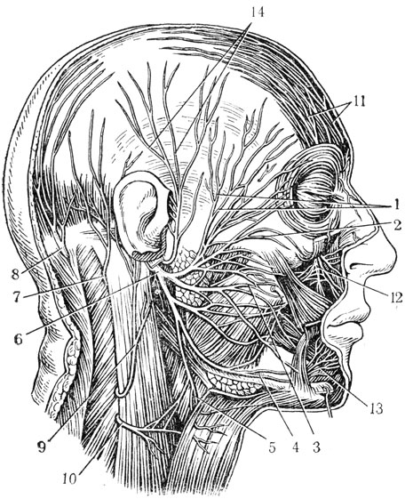 Рис. 59. Нервы головы и шеи (по Р. Д. Синельникову). 1 - височная ветвь; 2 - скуловые ветви; 3 - шейные ветви; 4 - краевая ветвь нижней челюсти; 5 - шейная ветвь; 6 - лицевой нера; 7 - малый затылочный нерв (от шейного сплетения); 8 - большой затылочный нерв (от шейных нервов); 9 - большой ушной нерв шеи; 10 - кожные нервы шеи (от шейного сплетения); 11 - ветви лобного нерва (от I ветви тройничного нерва); 12 - нижнеглазничный нерв (от II ветви тройничного нерва); 13-подбородочный нерв (от III ветви тройничного нерва); 14 - ушно-височные нервы (от III ветви тройничного нерва)
